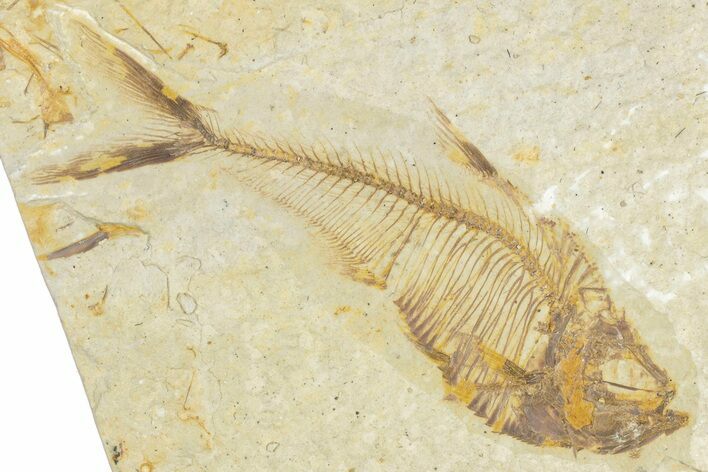 Bargain, Fossil Fish (Diplomystus) - Wyoming #348042